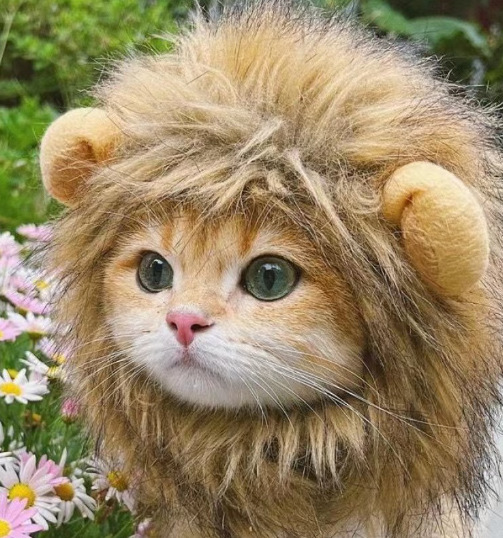 Img